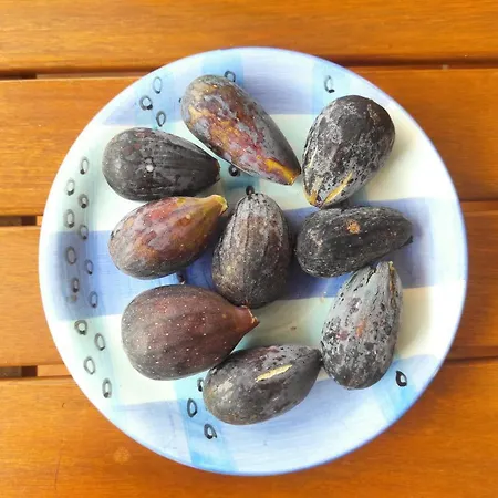 וילה Casa De Pajaritos. צ'ארקו דל פאלו